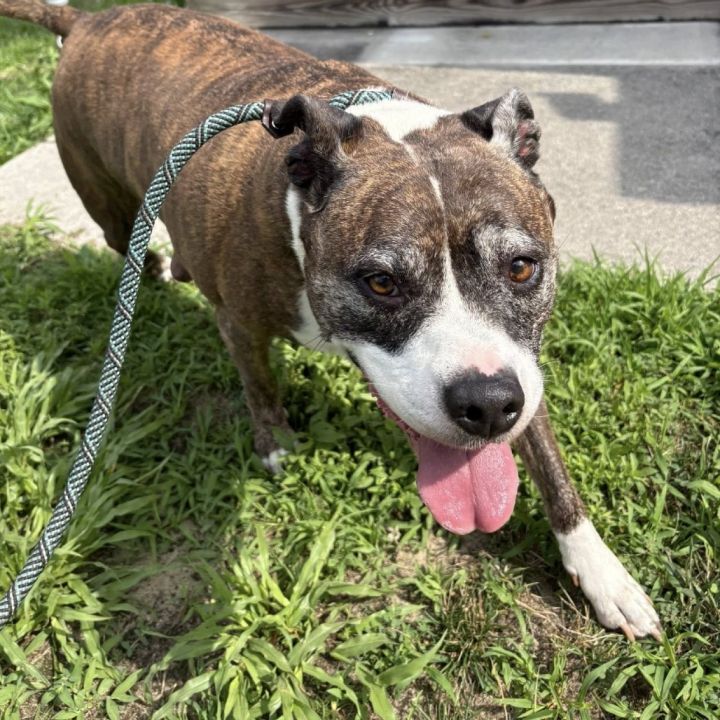 Scarlett (In Foster) 4