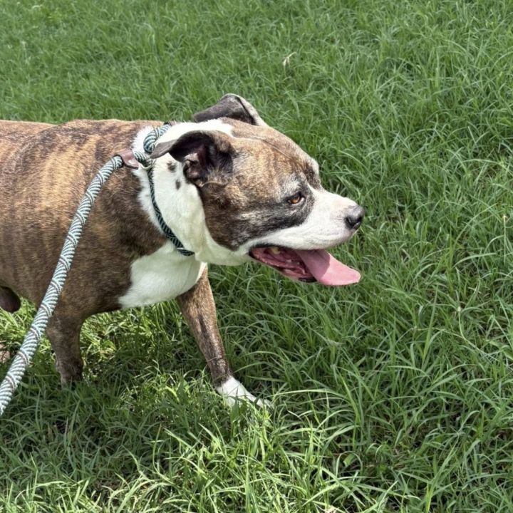 Scarlett (In Foster) 5