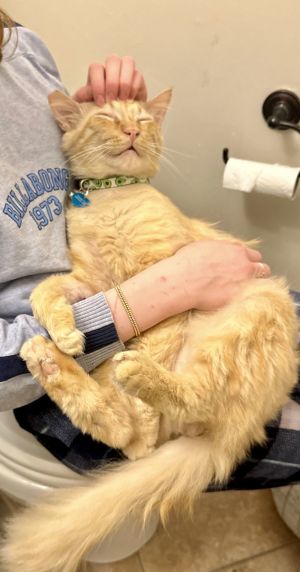 Hello My name is Smiley and Im a stunning orange Maine Coon mix with a big fluffy tail and an