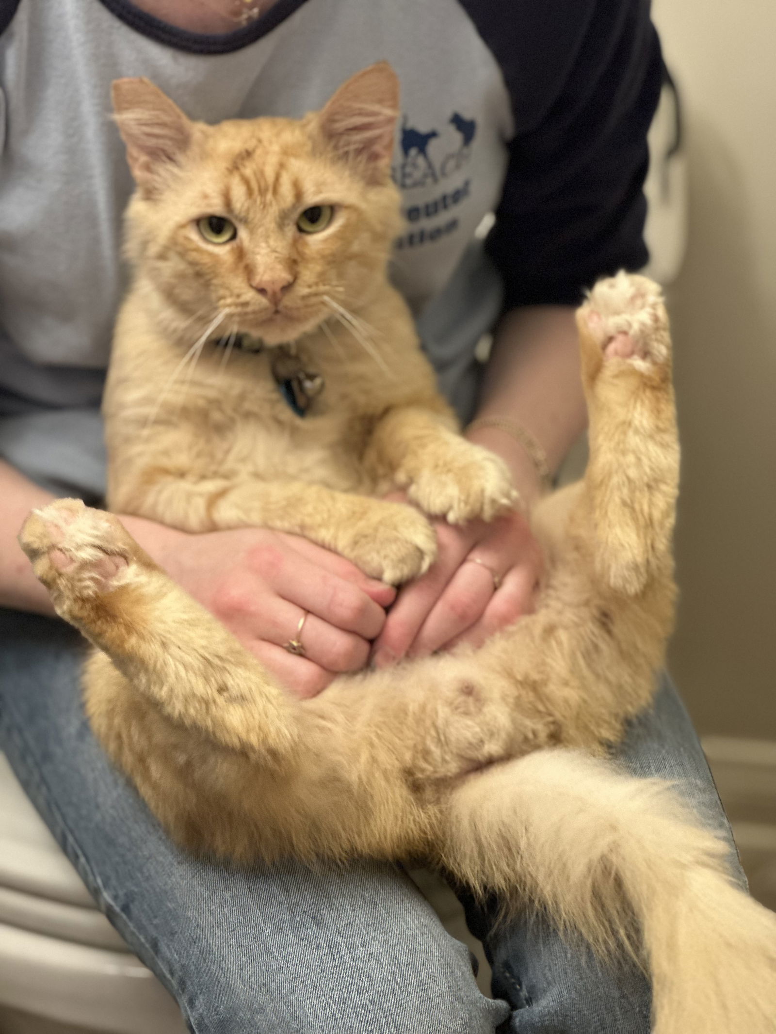Smiley, an adoptable Maine Coon, Siberian in Long Beach, CA, 90802 | Photo Image 2