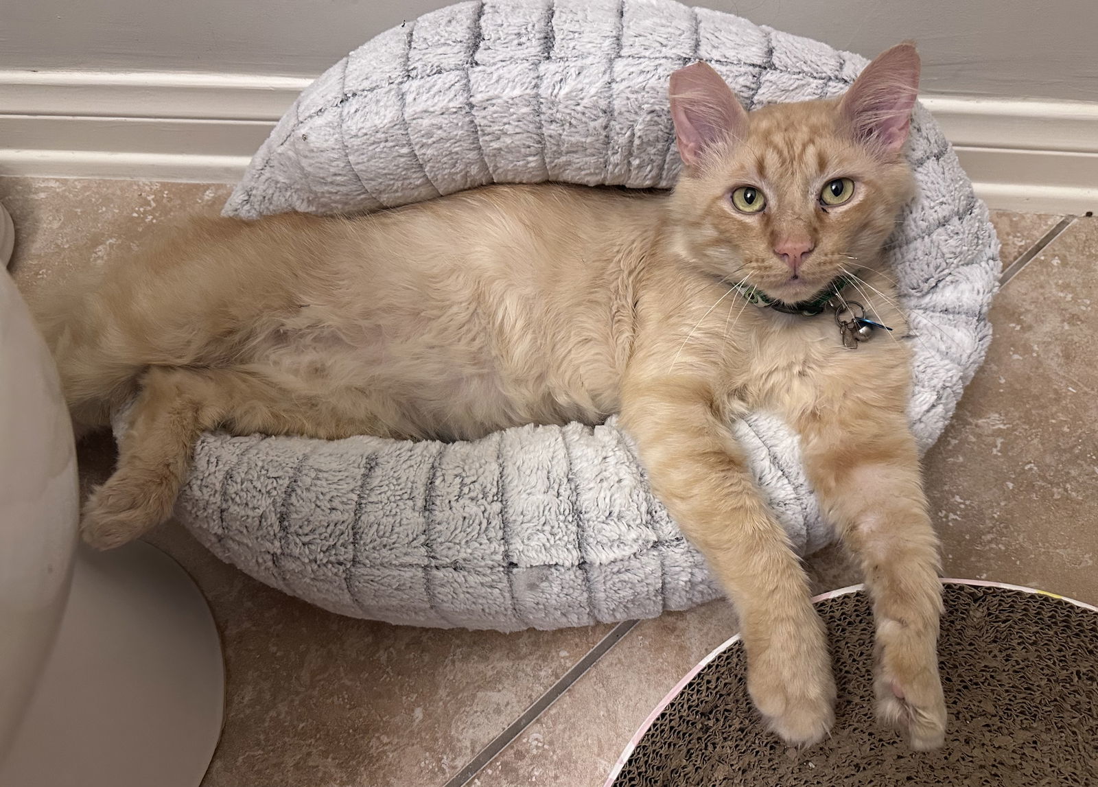 Smiley, an adoptable Maine Coon, Siberian in Long Beach, CA, 90802 | Photo Image 3