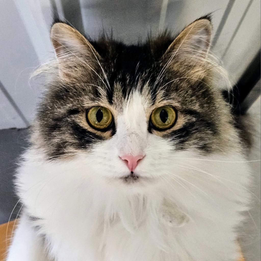 Marlon, an adoptable Domestic Long Hair in Sheridan, WY, 82801 | Photo Image 1