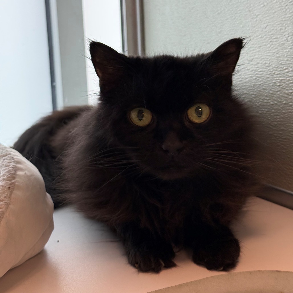 Sammy