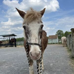 Sprinkles, Senior Male Quarterhorse