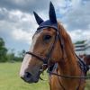 Stetson photo 1