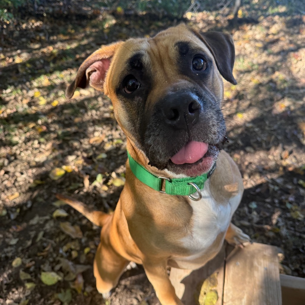 Bull Grizzly, an adoptable Bullmastiff, English Bulldog in Spring Hill, KS, 66083 | Photo Image 1