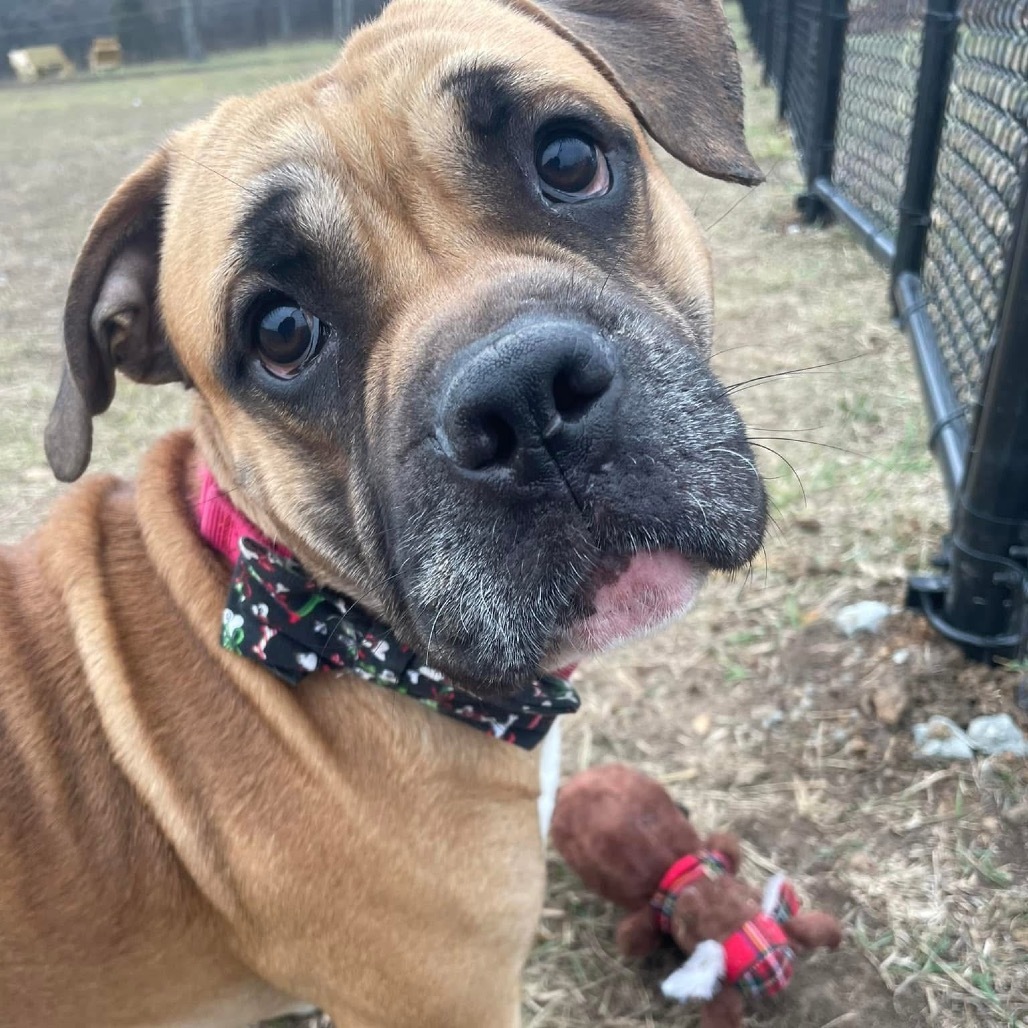 Bull Grizzly, an adoptable Bullmastiff, English Bulldog in Spring Hill, KS, 66083 | Photo Image 2