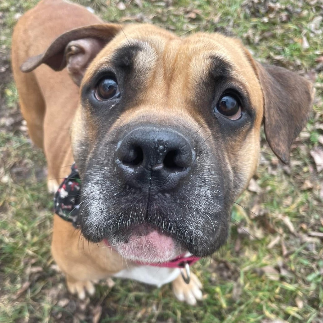 Bull Grizzly, an adoptable Bullmastiff, English Bulldog in Spring Hill, KS, 66083 | Photo Image 3
