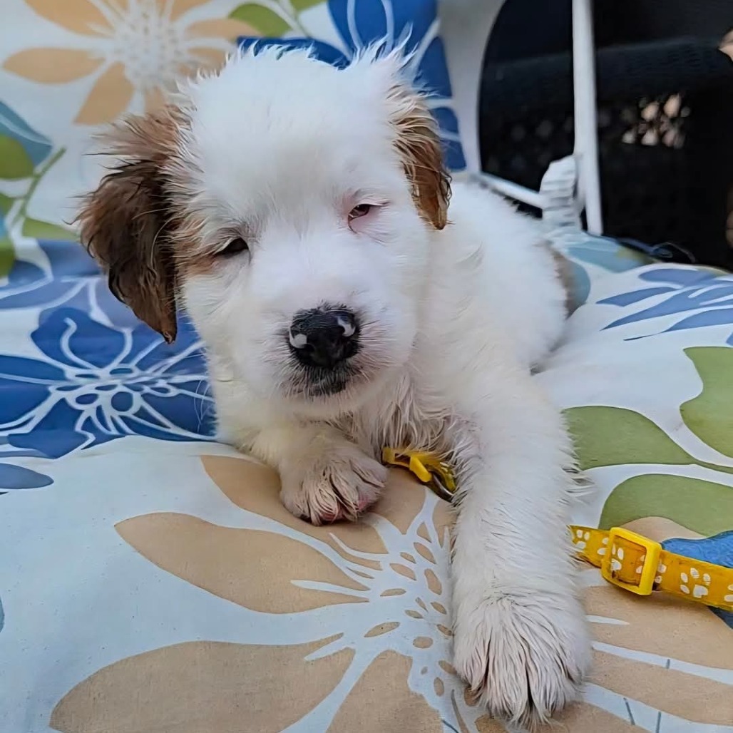 Albie