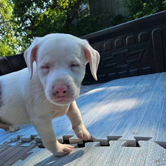 Magoo