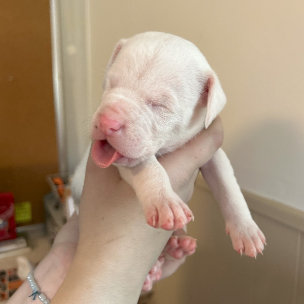 Magoo