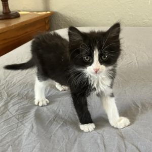 Chex, Baby Male unknown