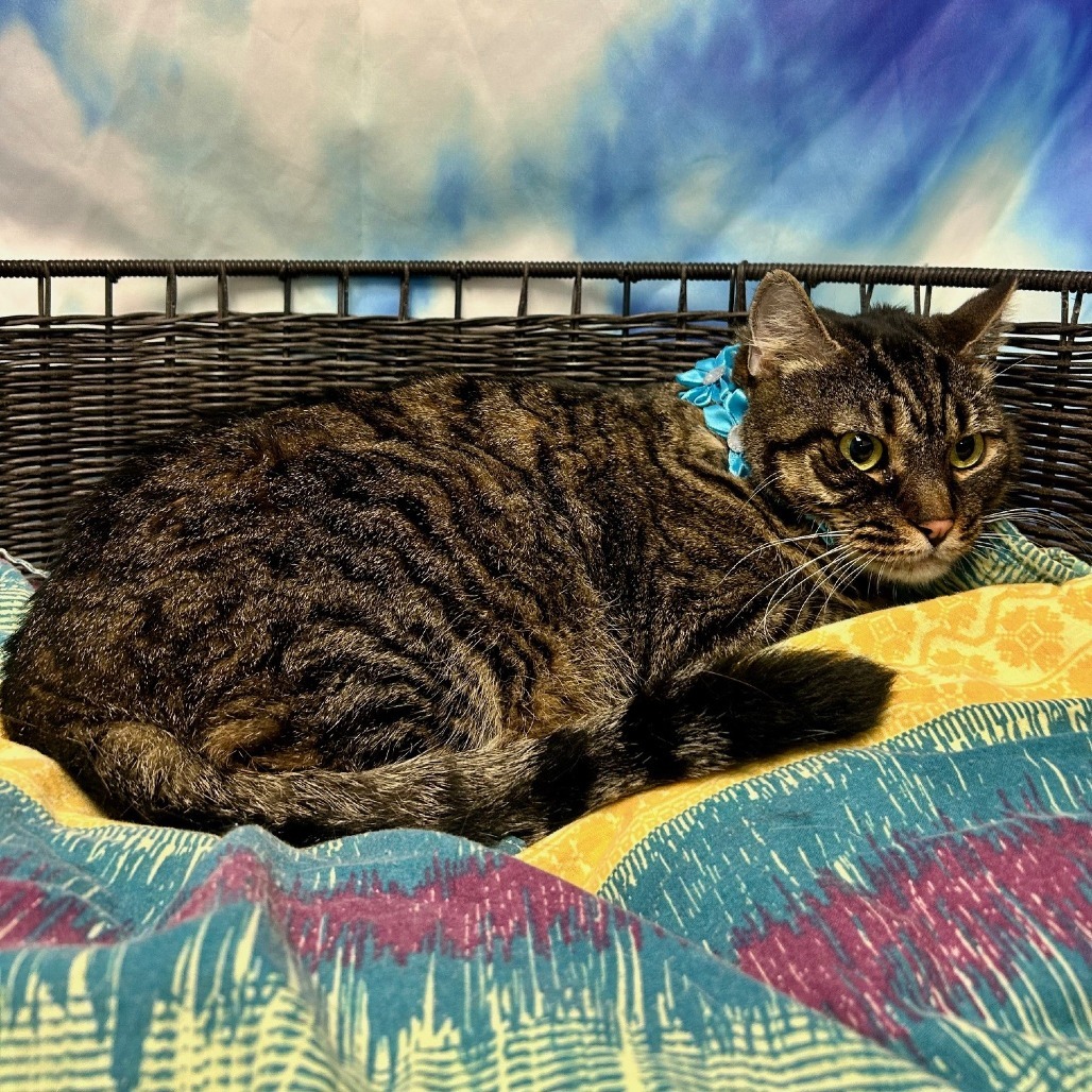 Tammy