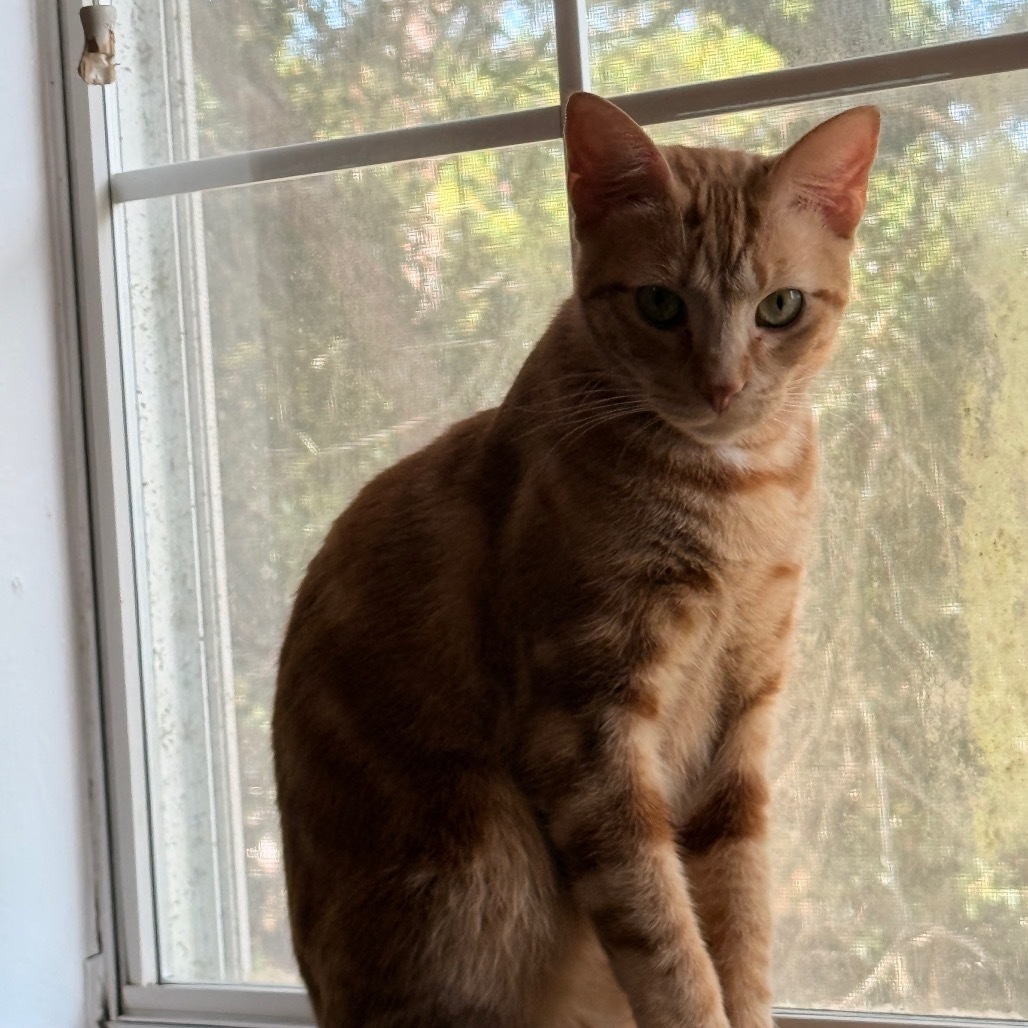Paxton