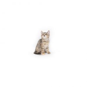 Arya Domestic Short Hair Cat