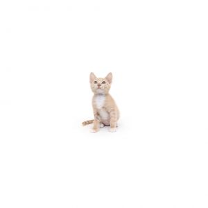 Barnacle Domestic Short Hair Cat