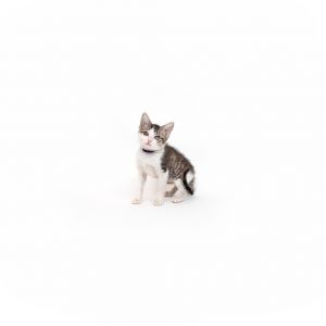 Starburst Domestic Short Hair Cat