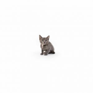 Minnow Domestic Short Hair Cat