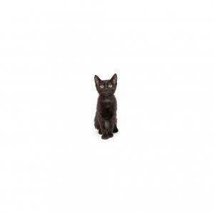 Urchin Domestic Short Hair Cat