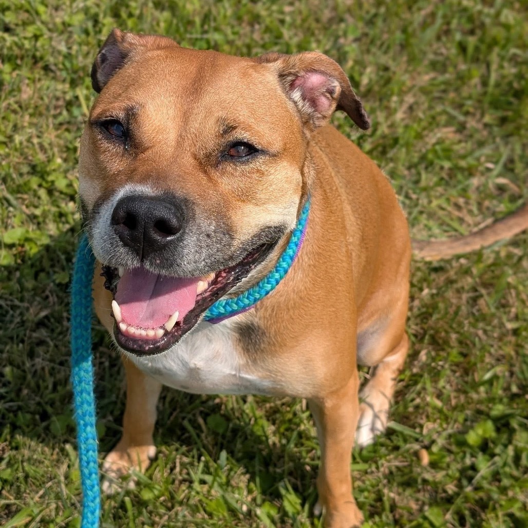 Princess*my adoption is pending *an amazing friend has partially sponsored my adoption fee*