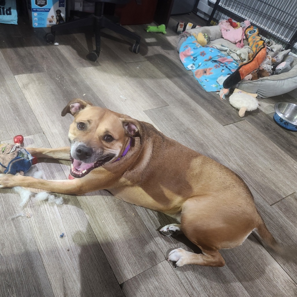 Princess*my adoption is pending *an amazing friend has partially sponsored my adoption fee*