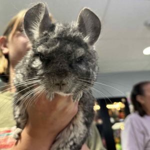 Phineas, Senior Male Chinchilla