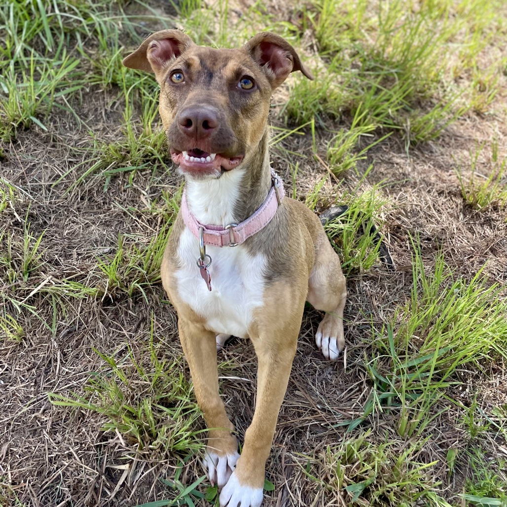 Little Lola