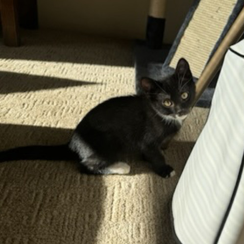 Flower, an adoptable Domestic Short Hair in Talent, OR, 97540 | Photo Image 1
