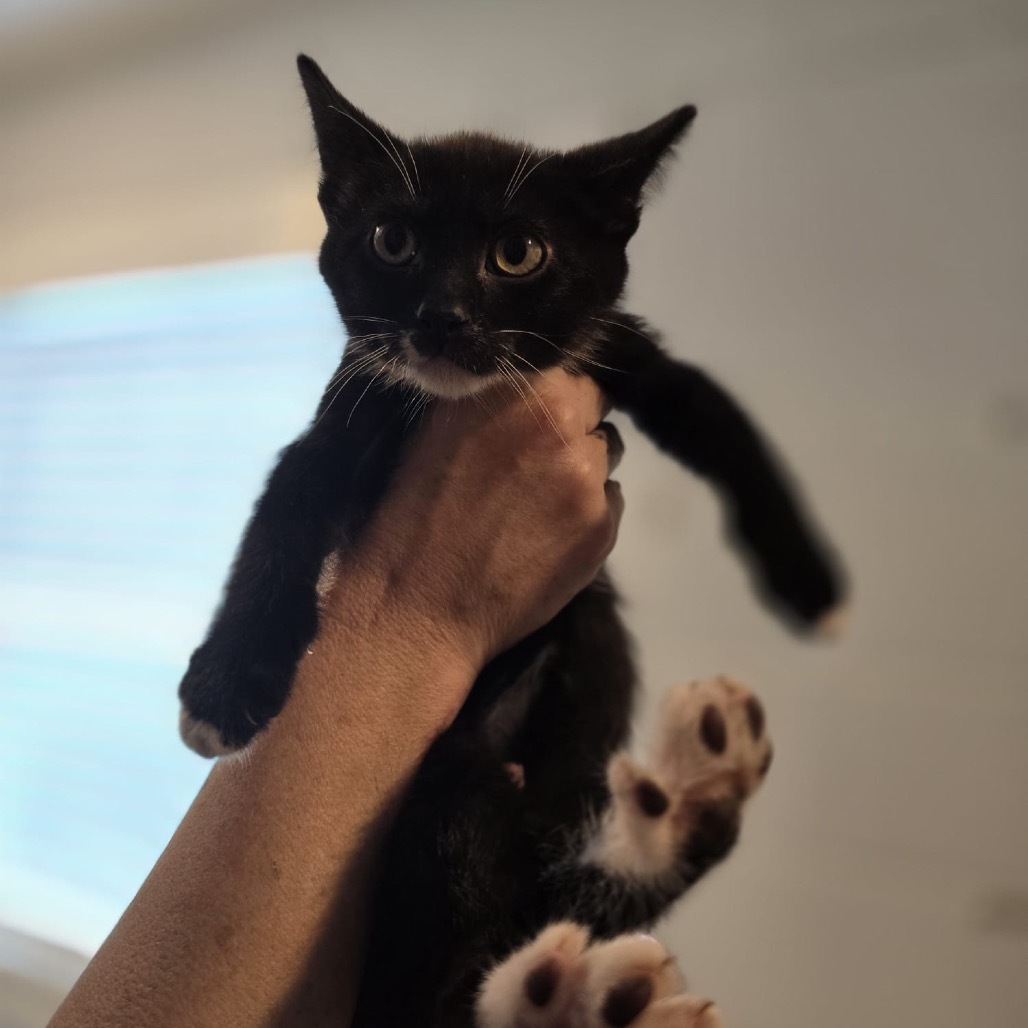 Flower, an adoptable Domestic Short Hair in Talent, OR, 97540 | Photo Image 2