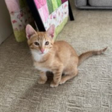 Thumper, an adoptable Domestic Short Hair in Talent, OR, 97540 | Photo Image 1