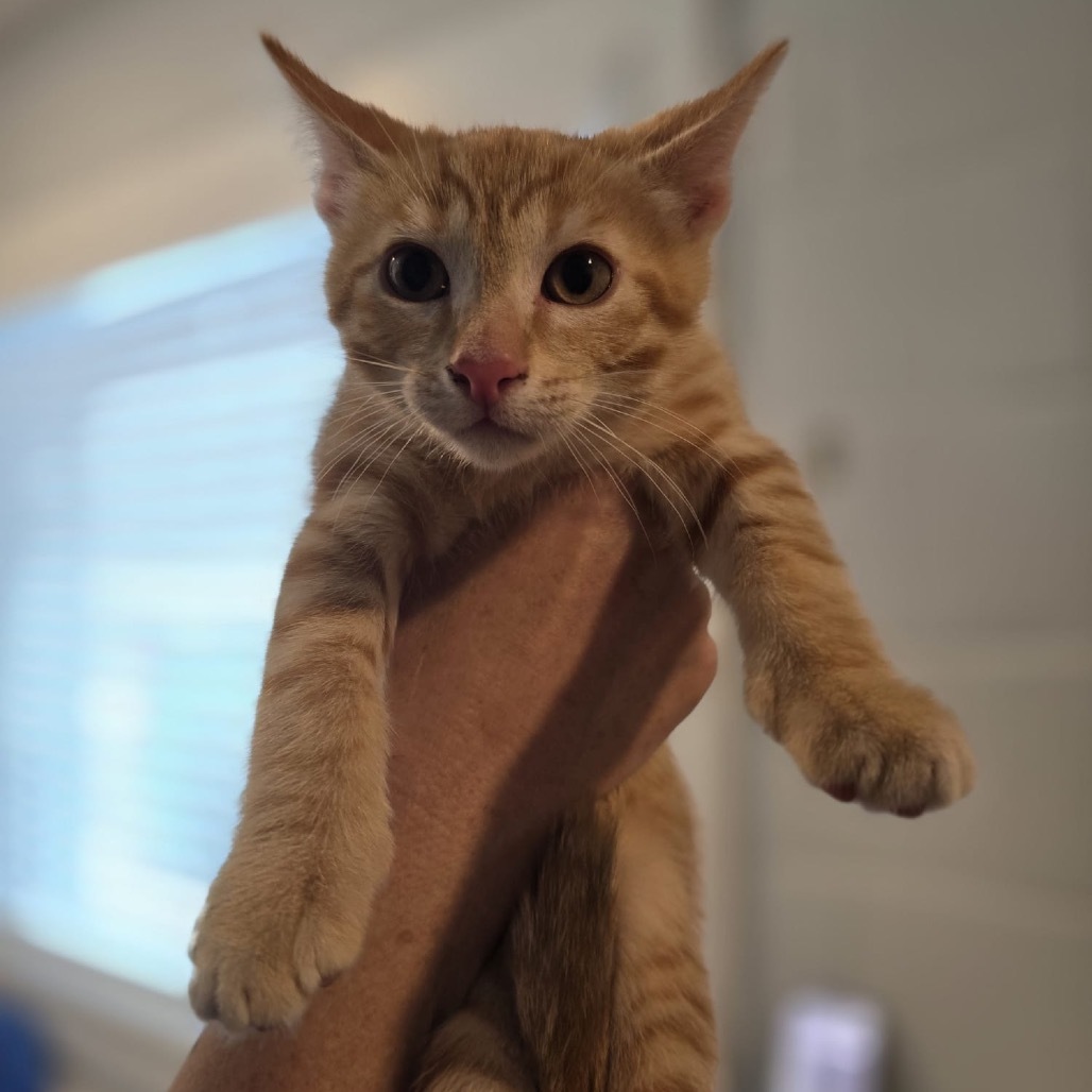 Thumper, an adoptable Domestic Short Hair in Talent, OR, 97540 | Photo Image 2