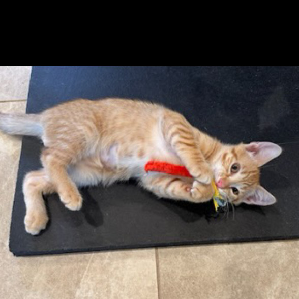 Thumper, an adoptable Domestic Short Hair in Talent, OR, 97540 | Photo Image 3
