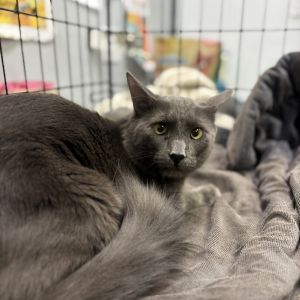 Dorian Grey Domestic Long Hair Cat