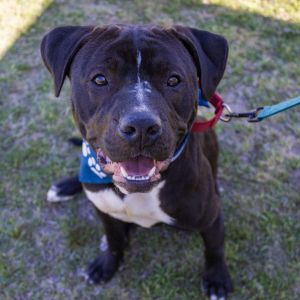 Hogan(Adoption Fee-SPONSORED!), Adult Male unknown