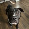 Hogan(Adoption Fee-SPONSORED!) photo 2