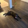 Hogan(Adoption Fee-SPONSORED!) photo 3