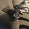 Hogan(Adoption Fee-SPONSORED!) photo 4