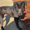 Hogan(Adoption Fee-SPONSORED!) photo 5