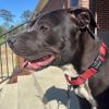 Hogan(Adoption Fee-SPONSORED!) photo 6
