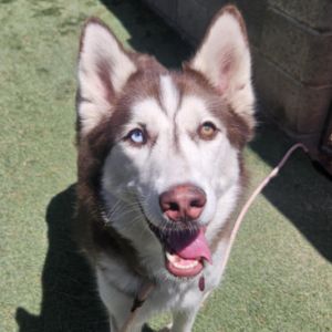 Dakota, Young Female unknown