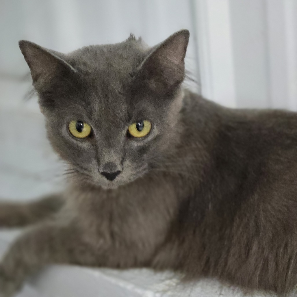 Amara