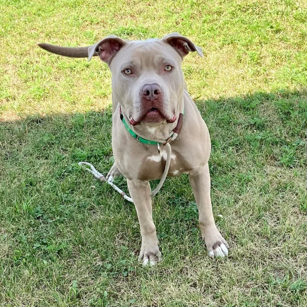 Mack
