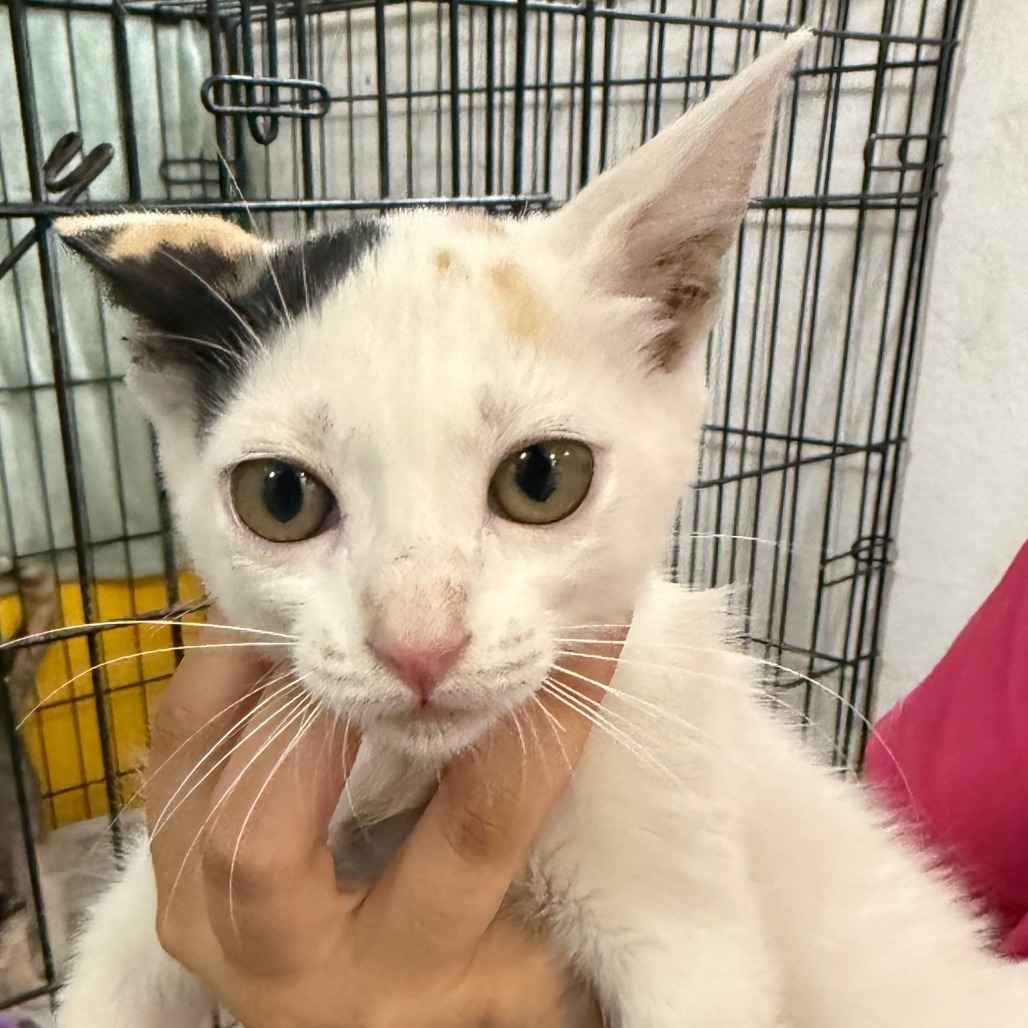 Alba, an adoptable Domestic Short Hair in Guaynabo, PR, 00969 | Photo Image 1