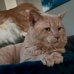 Joe Pesci aka Mr Peaches, Adult Male unknown