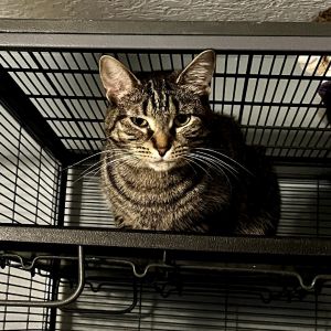 Nim, Adult Female unknown