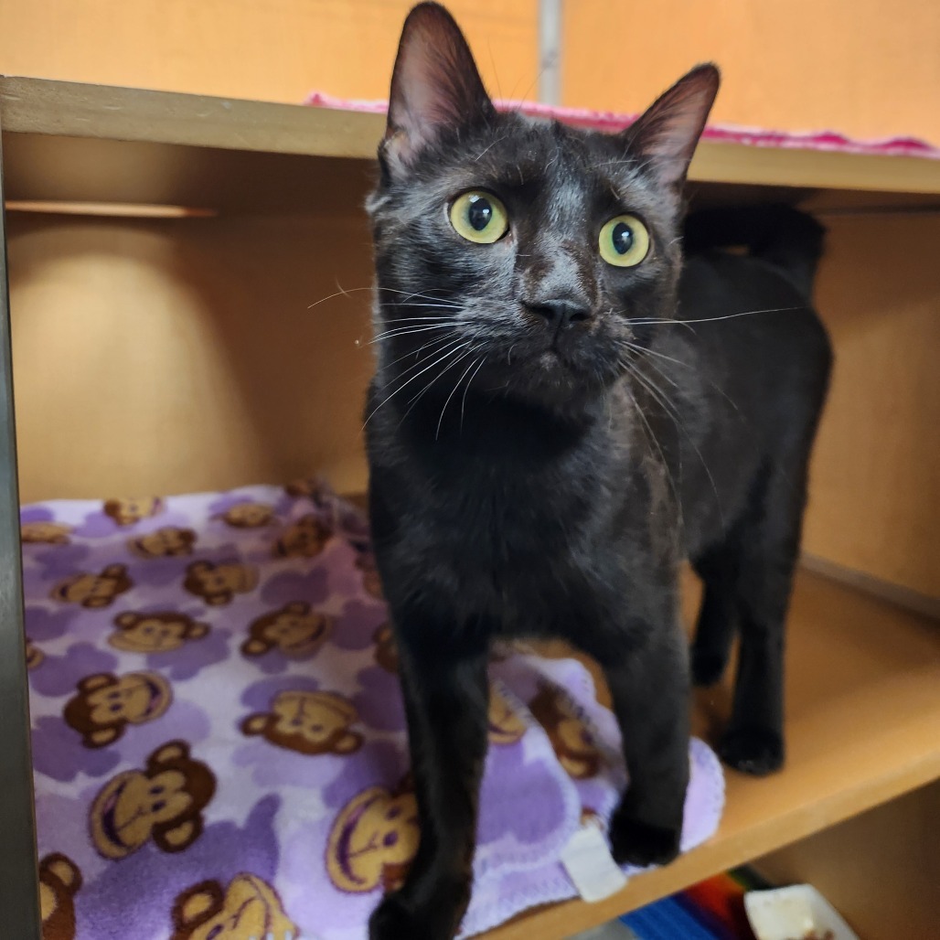 Salem