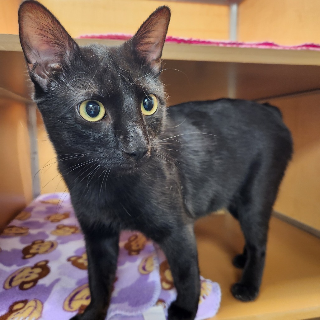 Salem
