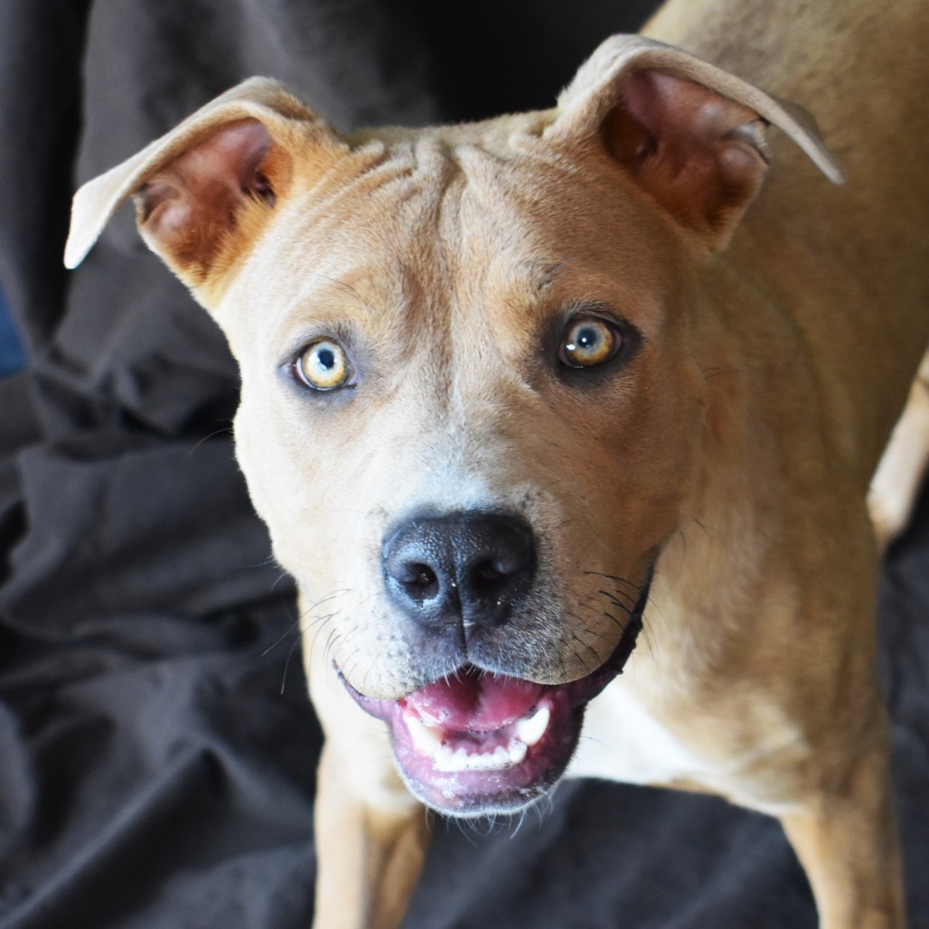 Taz, an adoptable Pit Bull Terrier, Mixed Breed in Rifle, CO, 81650 | Photo Image 1
