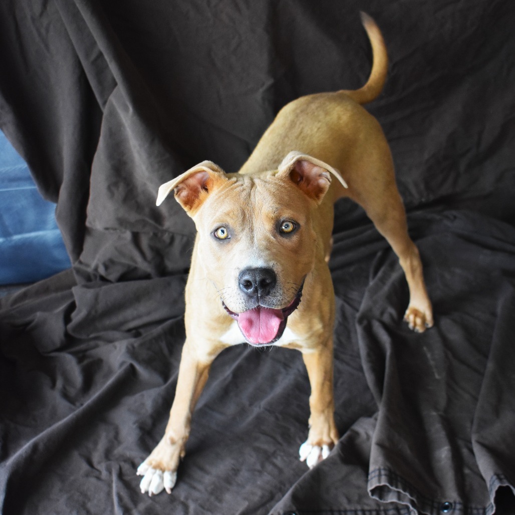 Taz, an adoptable Pit Bull Terrier, Mixed Breed in Rifle, CO, 81650 | Photo Image 3