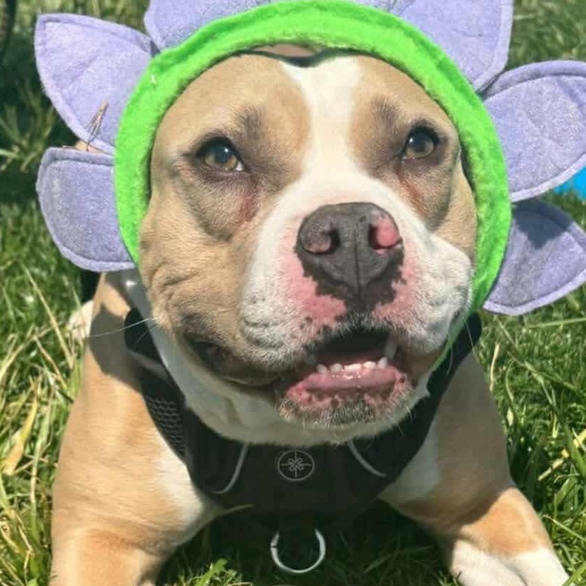 Little Miss Fancy